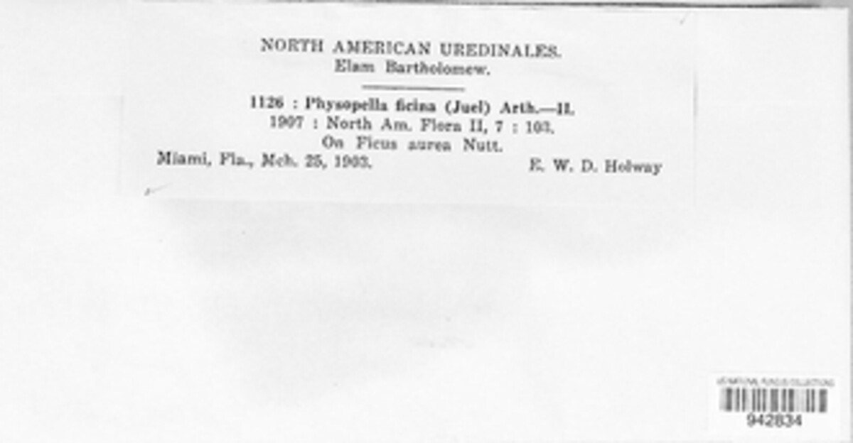 Phakopsoraceae image